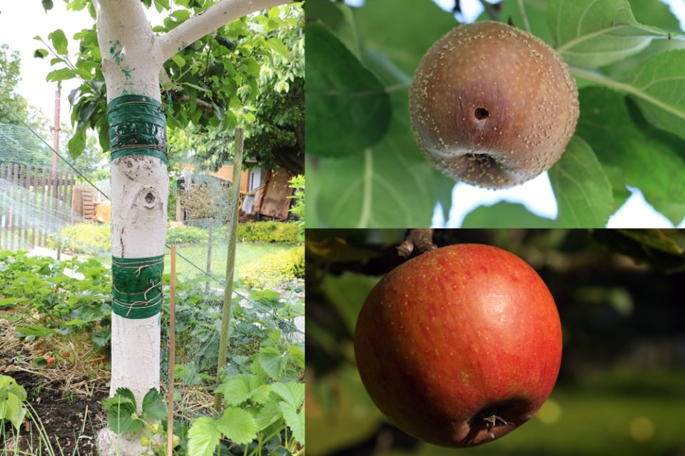 Leimringe bei Obstbäumen wann anbringen? Rezept zum selbst herstellen