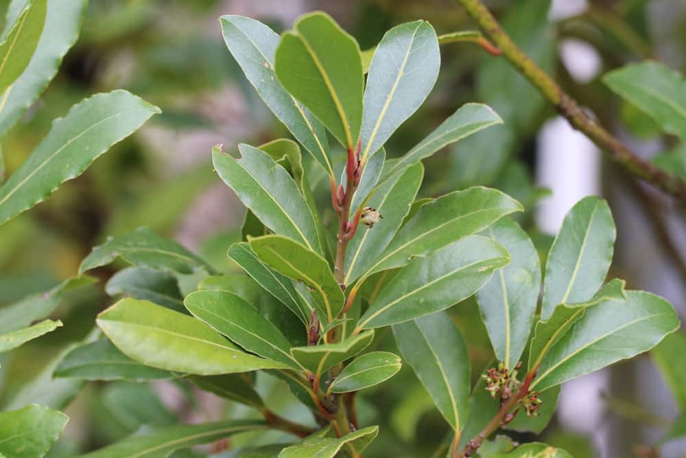 Lorbeerbaum - Laurus nobilis