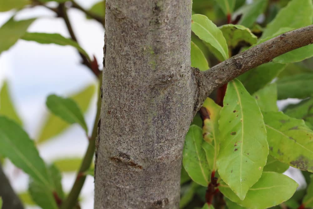 Lorbeerbaum - Laurus nobilis