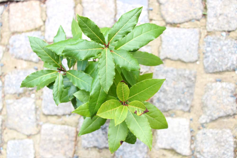 Lorbeerbaum - Laurus nobilis