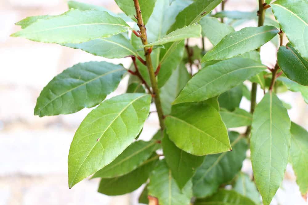 Lorbeerbaum - Laurus nobilis