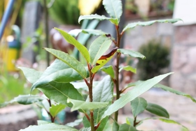 Lorbeerbaum hat braune Blätter