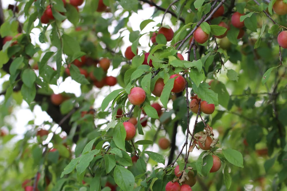 Mirabelle - Prunus Domestica