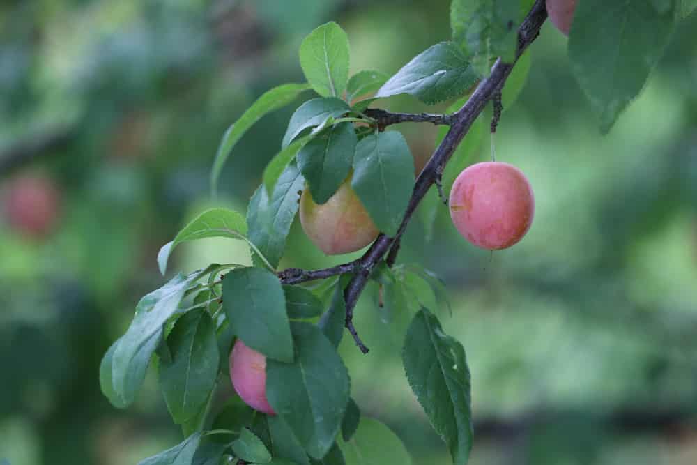 Mirabelle - Prunus Domestica