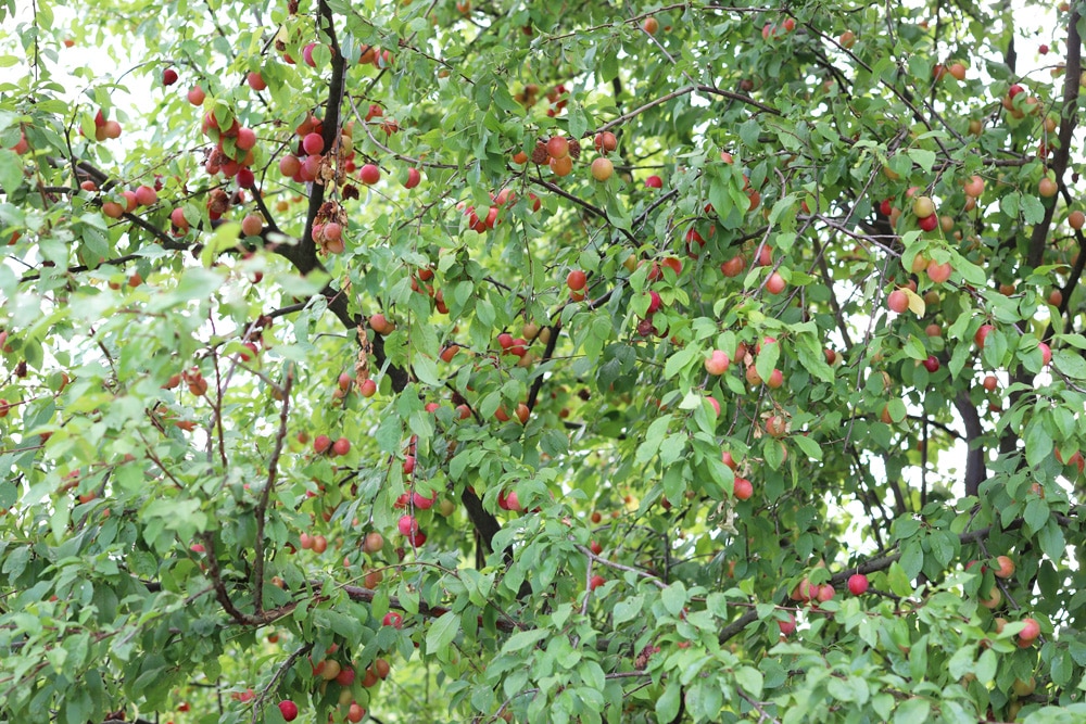 Mirabelle - Prunus Domestica