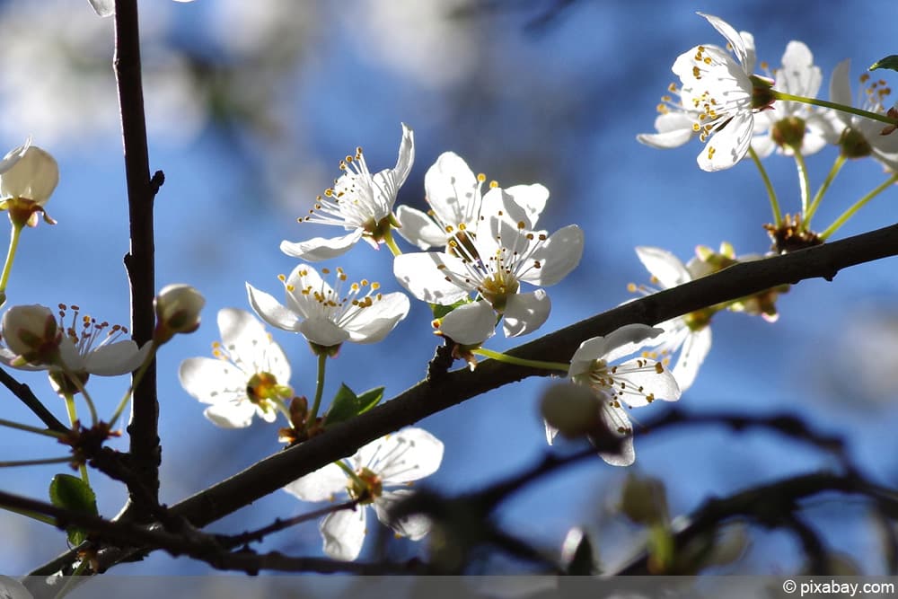 Mirabelle - Prunus domestica