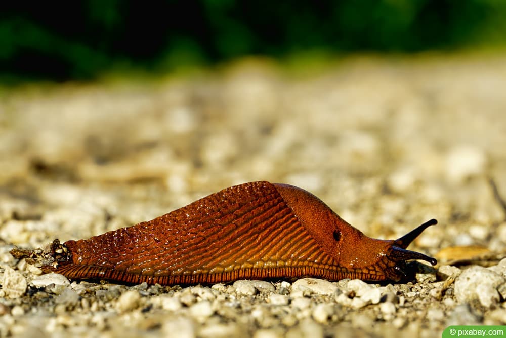 Nacktschneckebekämpfung