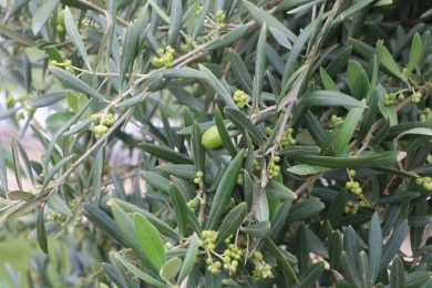 Olivenbaum - Olea europaea