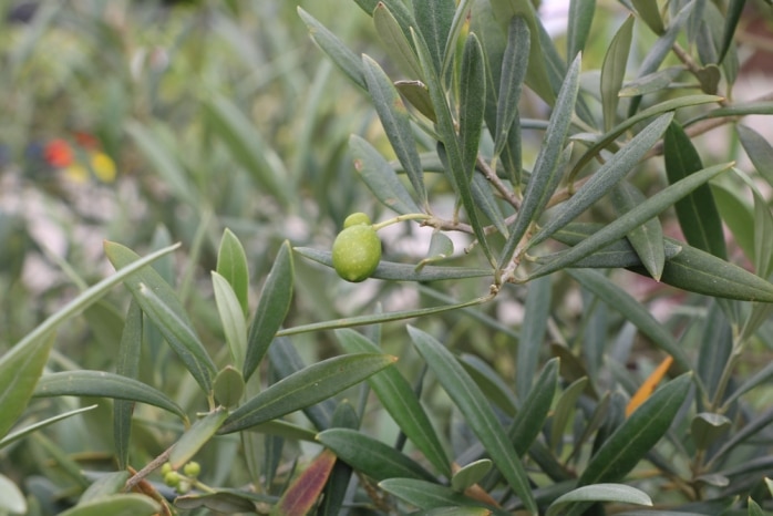 Olivenbaum - Olea europaea