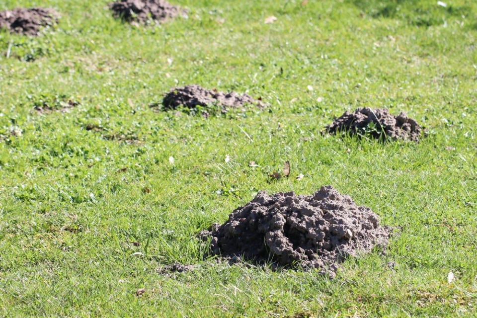 Maulwurfshügel im Garten entfernen aber richtig!