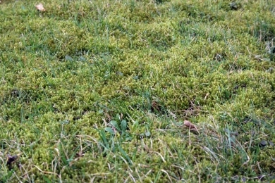 Rasen mit Moos
