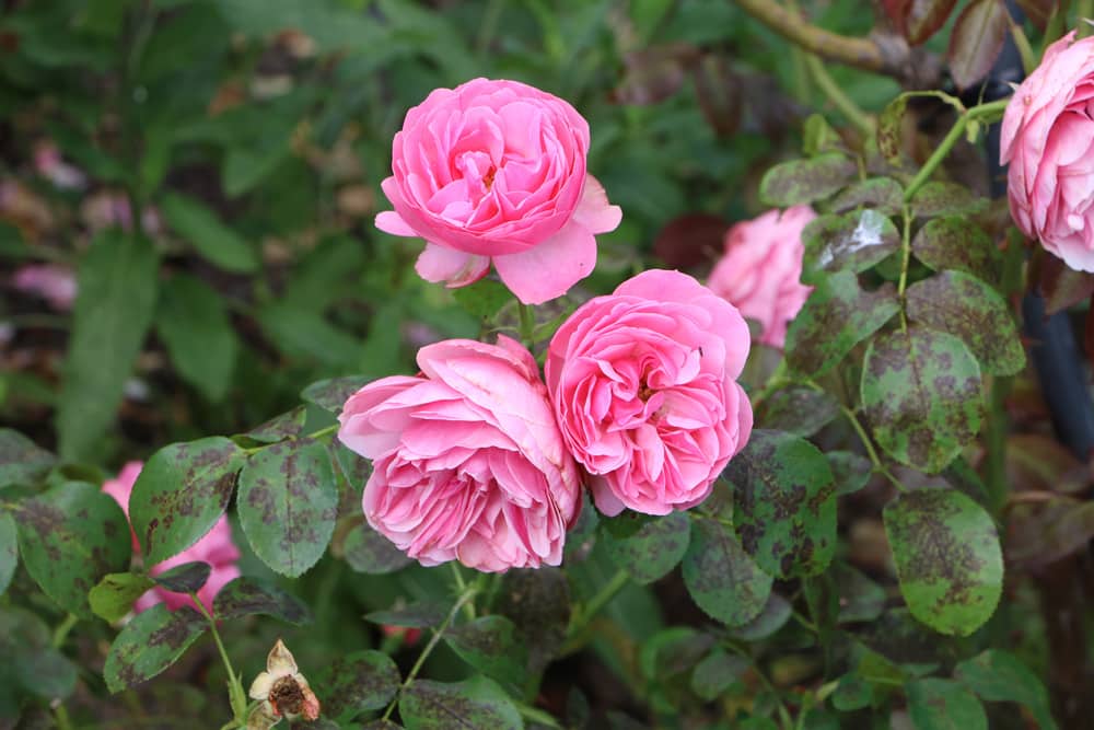 Rose mit braunen Blättern