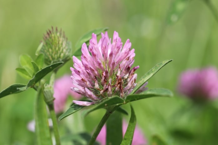 Rot-Klee - Trifolium pratense