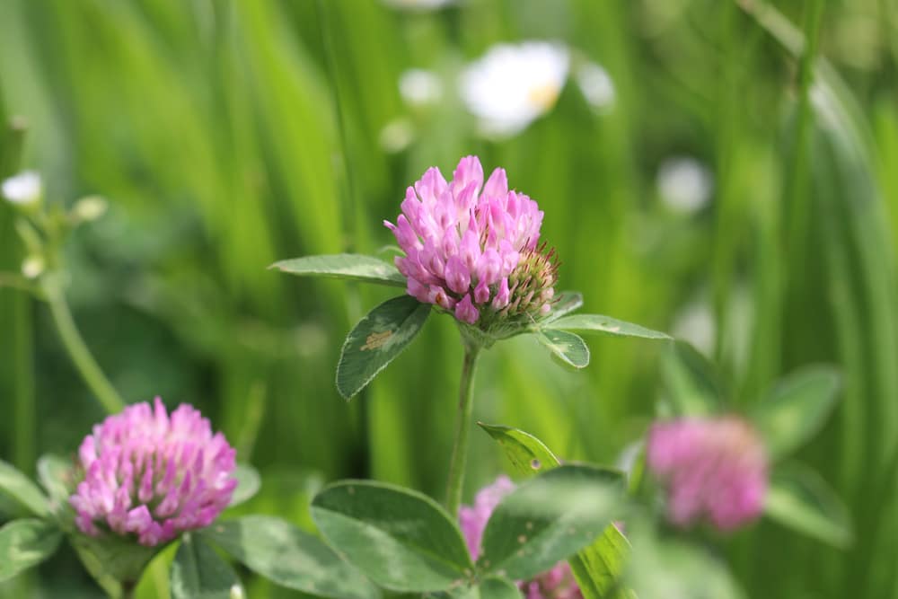 Rot-Klee - Trifolium pratense