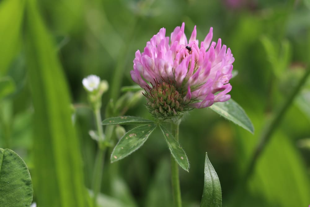 Rot-Klee - Trifolium pratense