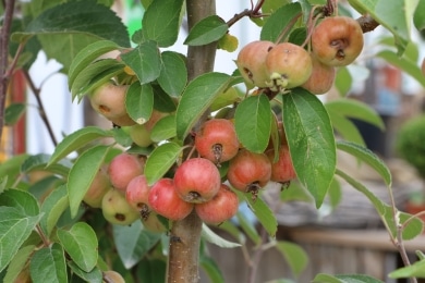 Säulenapfel