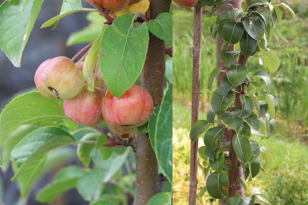 Säulenapfel