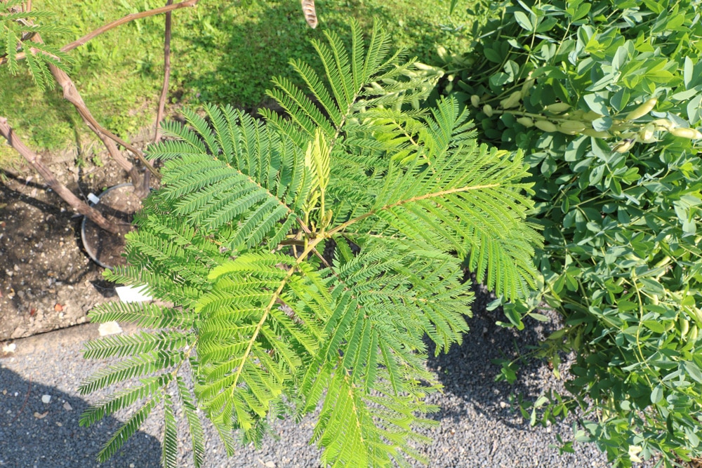 Schirmakazie - Paraserianthes Lophantha