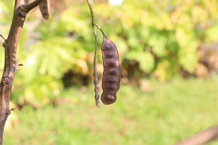 Seidenakazie - Paraserianthes Lophantha