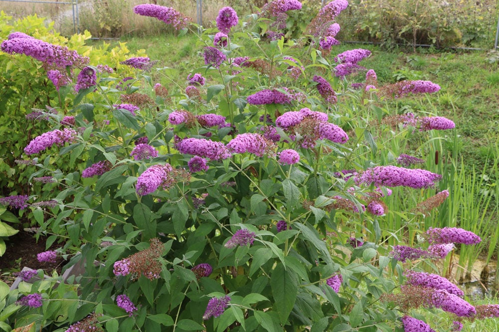 Sommerflieder schneiden -  Buddleja