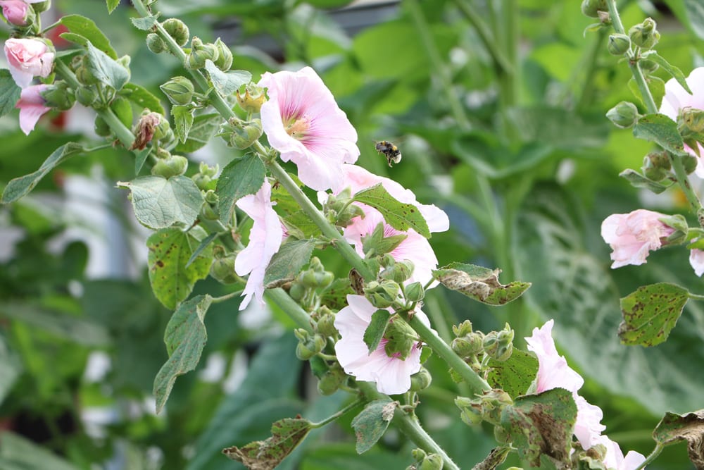 Stockrosen - Alcea rosea