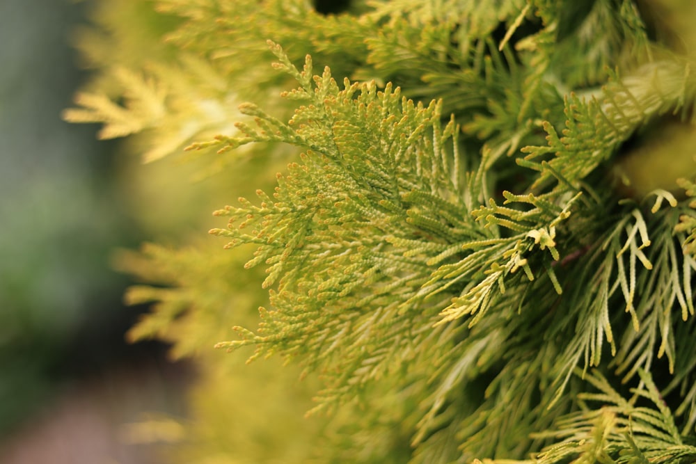 Thuja occidentalis