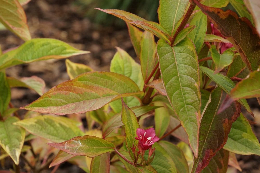 Weigela florida - Weigelie