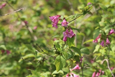 Weigelia praecox - Weigelie frühblühend