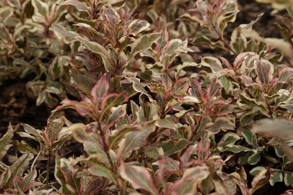 rotblättrige Weigelie - weigela purpurea