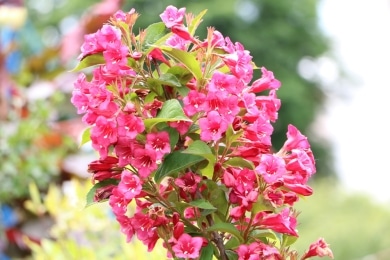 Weigelie - Weigela