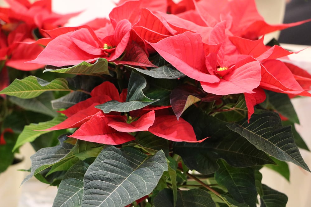 Weihnachtsstern - Poinsettien