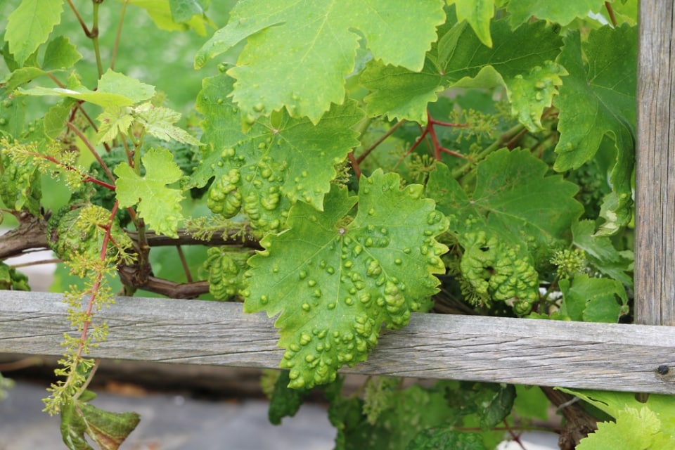 Rebenpockenmilben natürlich bekämpfen Schädlinge an Weinreben