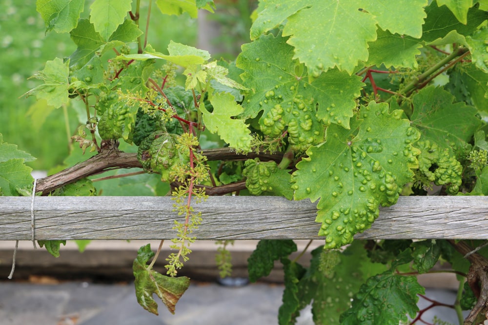 Wein Rebenpockenmilben