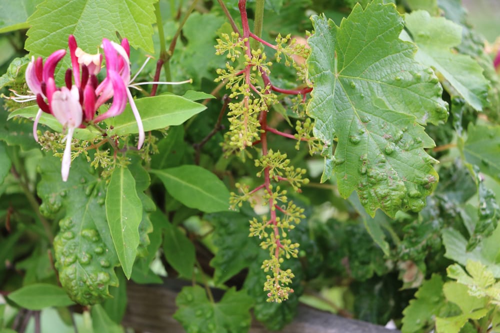 Wein Rebenpockenmilben