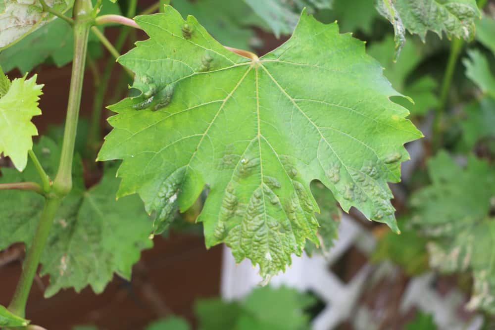 Wein Rebenpockenmilben