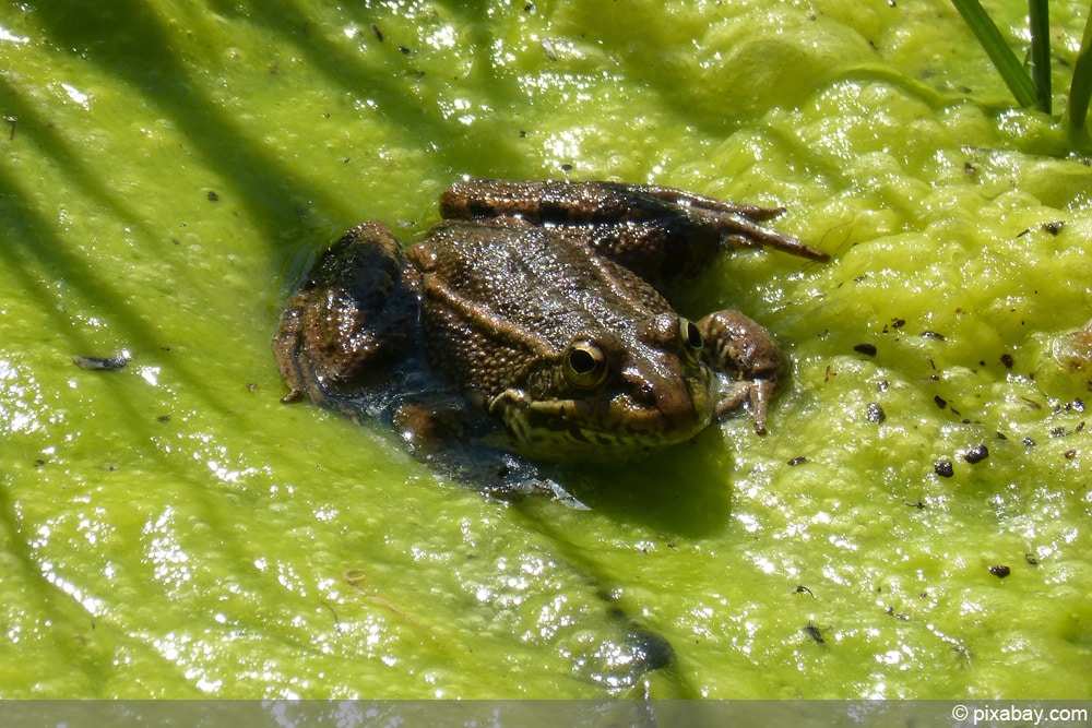 Algen im Gartenteich mit Frosch