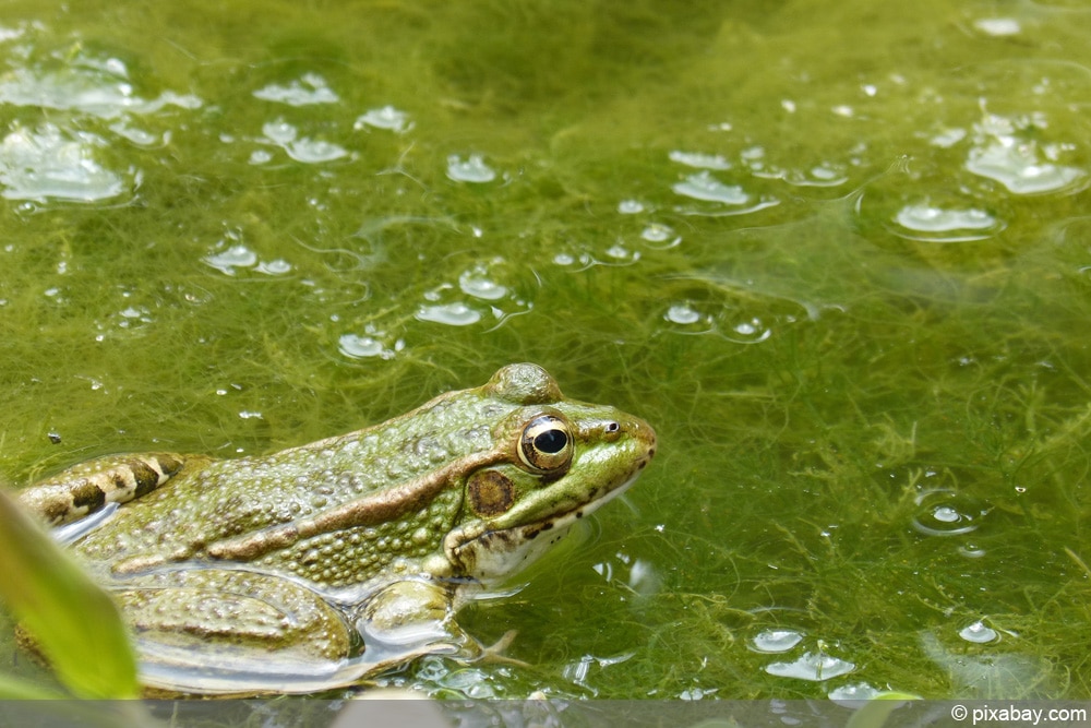 Algen mit Frosch