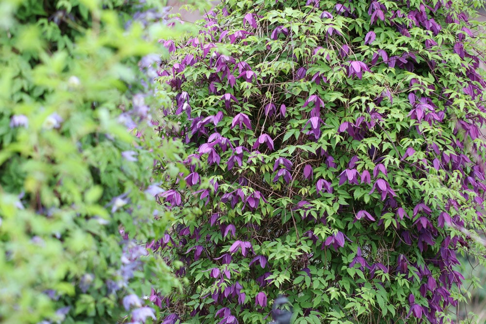 Clematis - Alpen-Waldrebe