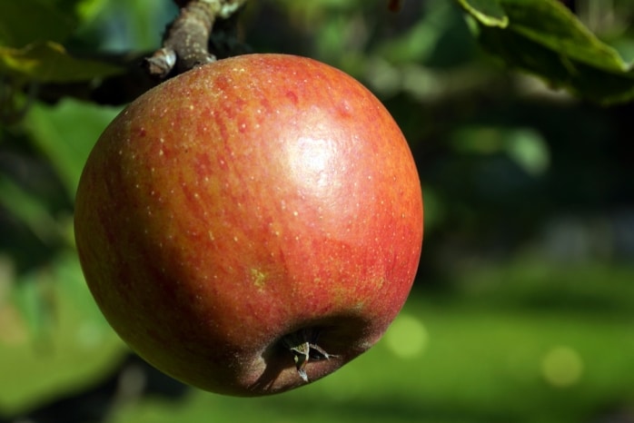 gesunder Apfel