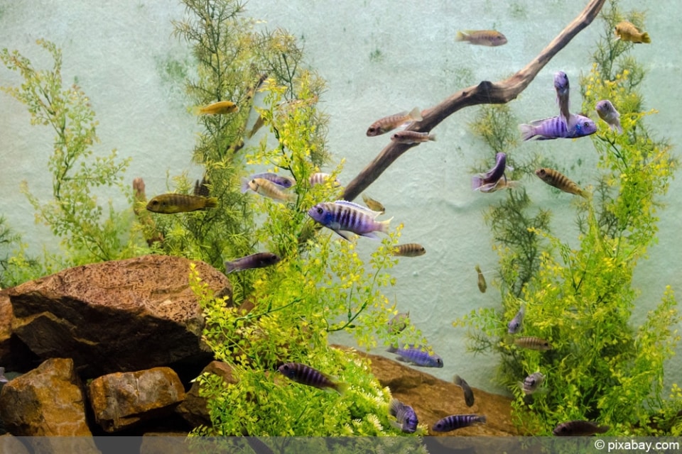 Kieselalgen im Aquarium bekämpfen in 5 Schritten