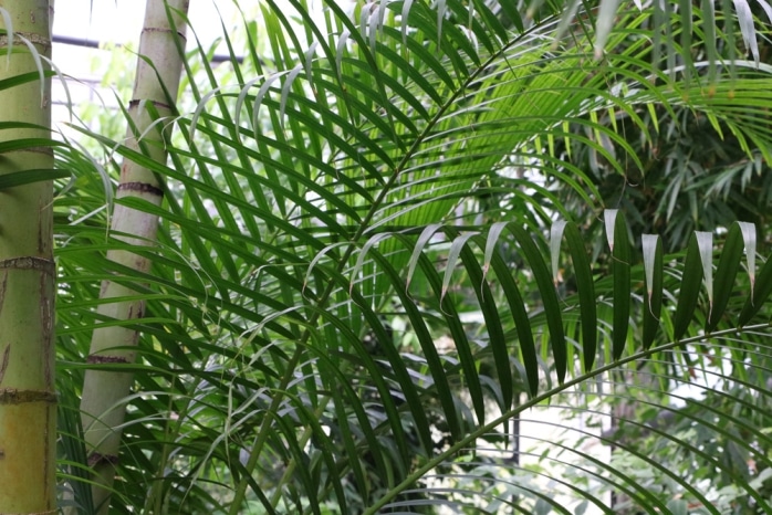 Goldfruchtpalme - Areca Palme - Dypsis lutescens