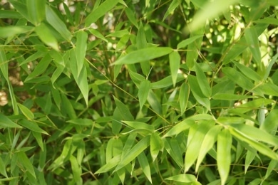 Bambus - Bambusoideae