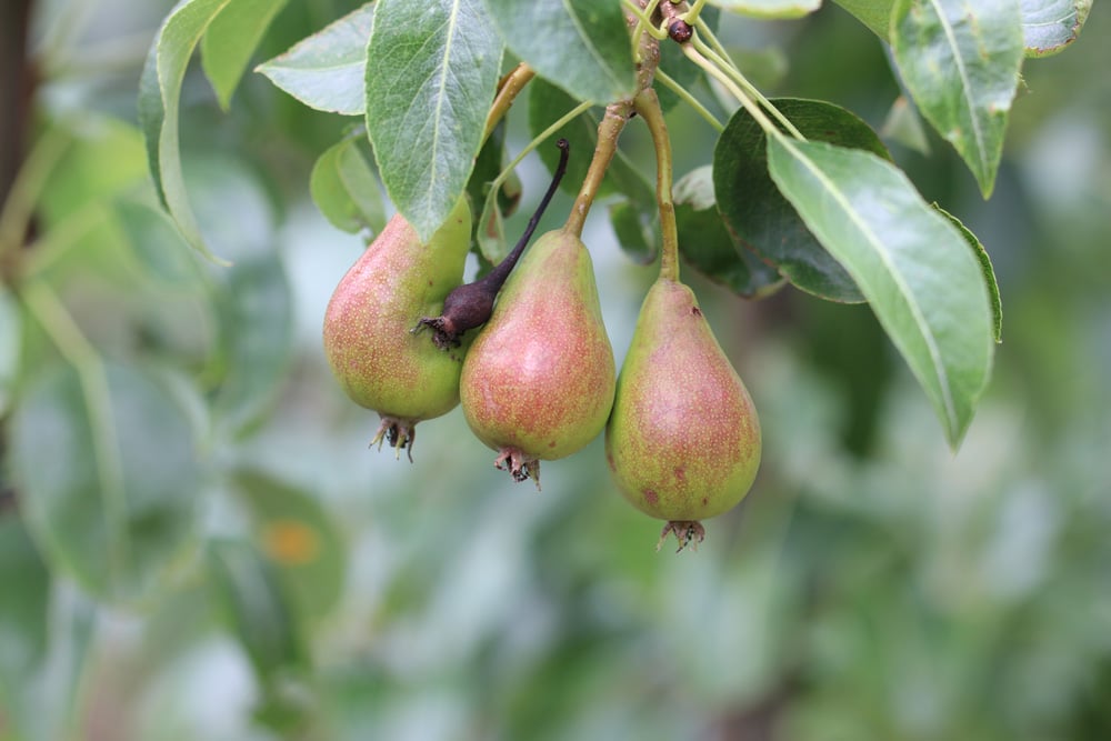 normale Birne - Pyrus