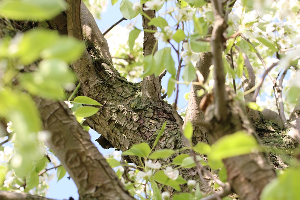 normale Birne Stamm - Pyrus