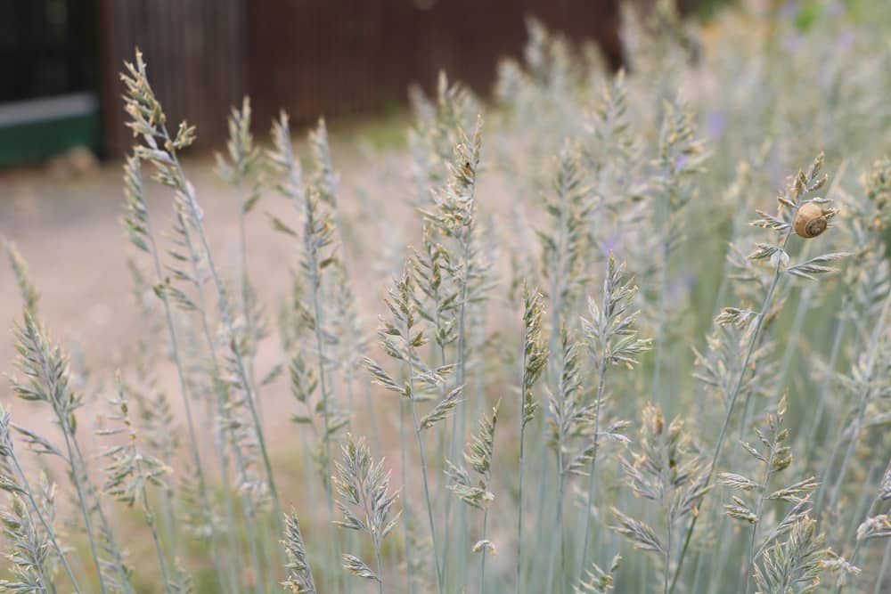 Blauschwingel - Festuca cinerea