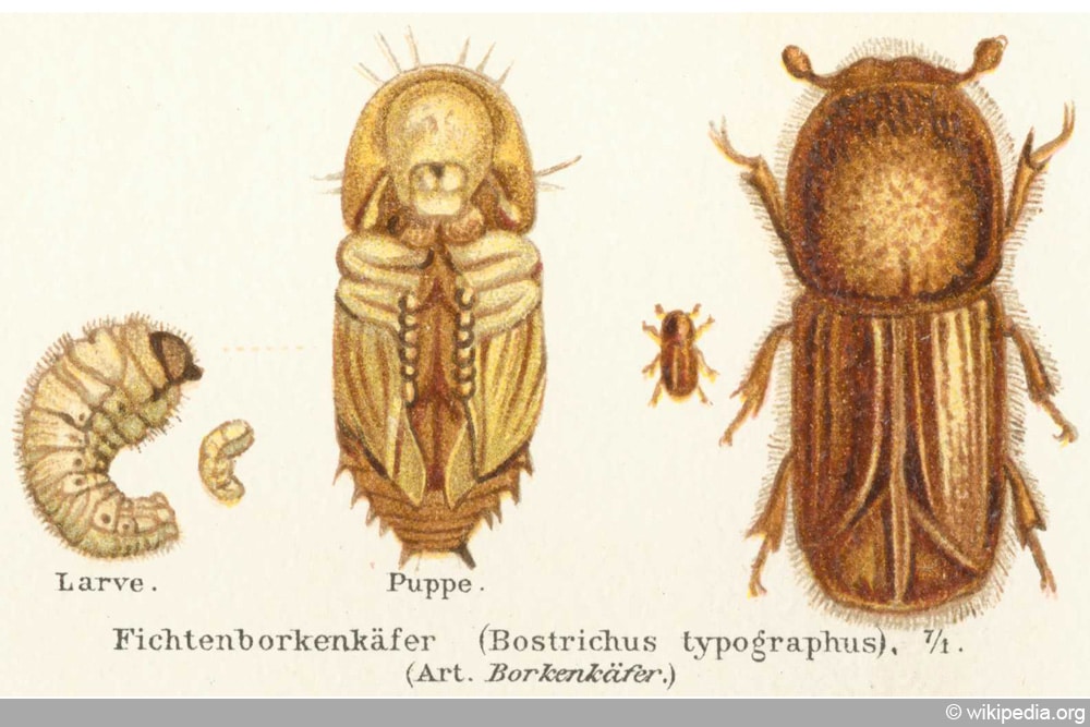 Borkenkäfer - Kupferstecherkäfer - Buchdruckerkäfer
