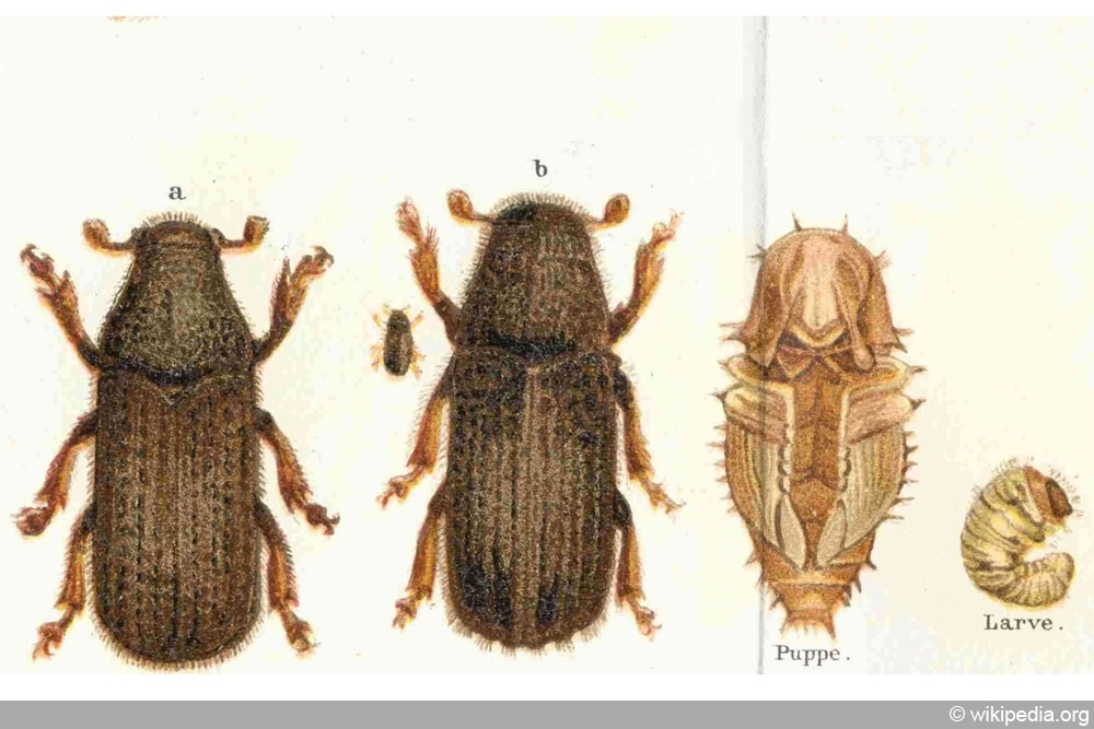 Borkenkäfer - Kupferstecherkäfer - Buchdruckerkäfer