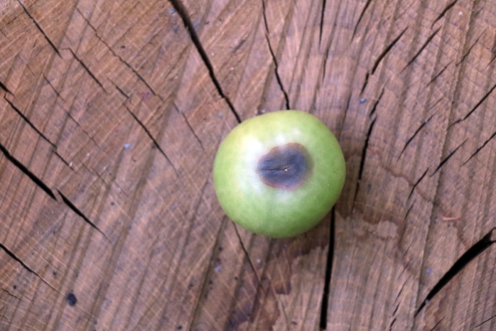 Tomate Blütenendfäule Braunfäule