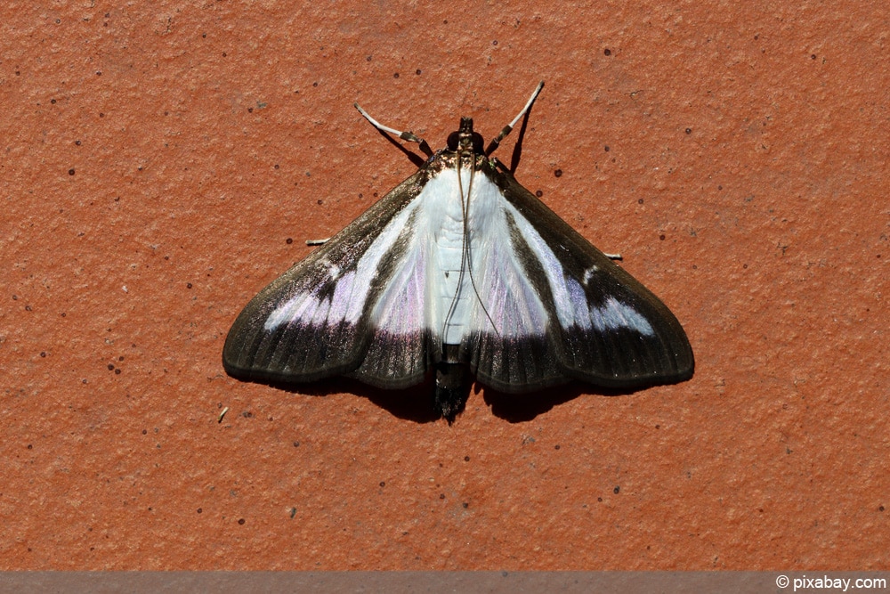 Buchsbaumzünsler Falter