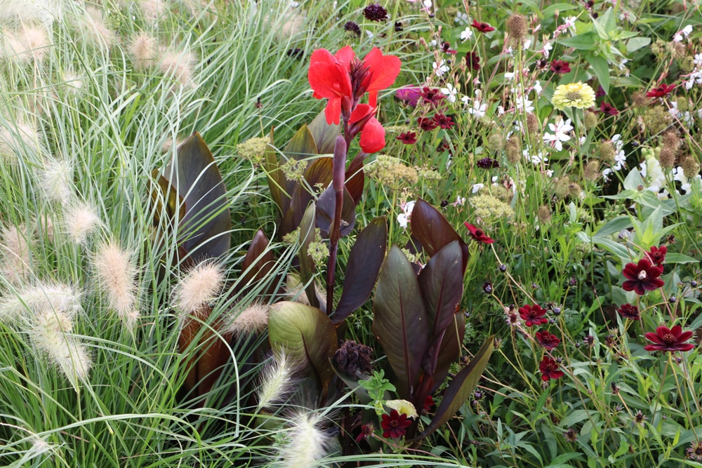 Canna - Blumenrohr